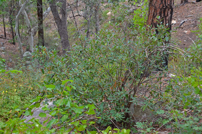 Frangula californica, California Buckthorn